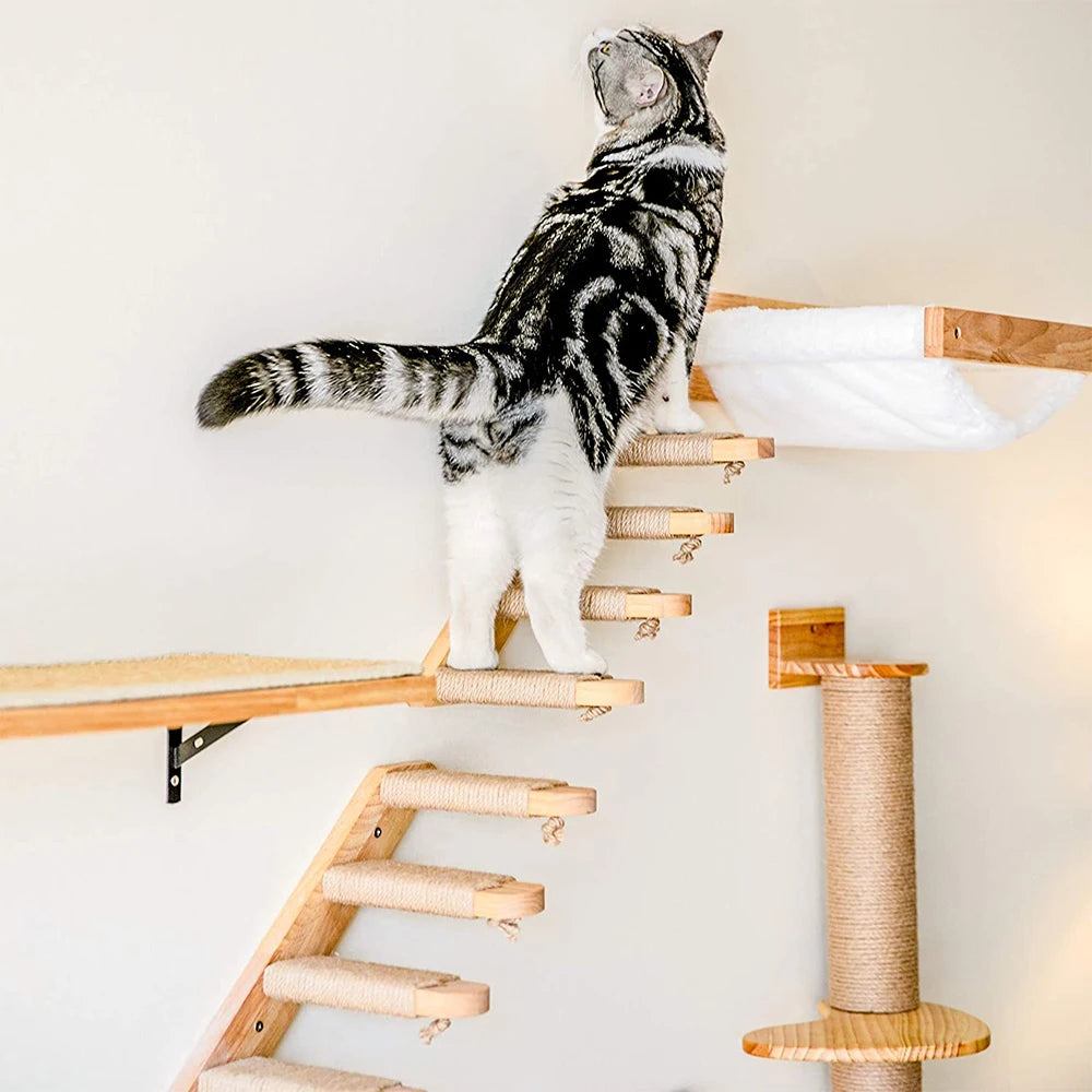 Cat Climbing Shelf